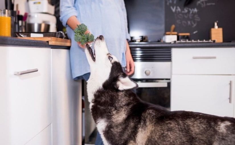 Washable Pet Bed for Easy Cleaning and Lasting Freshness